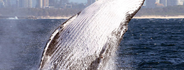 Whale Photos